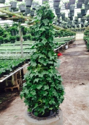 10" Topiary Tree (Solid Cone) Ivy